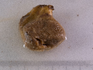  ( - 25INNU_84)  @11 [ ] CreativeCommons - Attribution Share-Alike (2026) Unspecified Huntsman Marine Science Centre