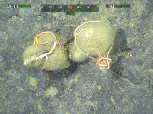  ( - DY081_0283)  @11 [ ] CreativeCommons - Attribution Share-Alike (2025) Unspecified Huntsman Marine Science Centre