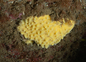  (Polymastia uberrima - ARC82146)  @11 [ ] Unspecified (default): All Rights Reserved  Huntsman Marine Science Centre Unspecified