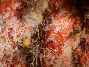  ( - ARC82041)  @11 [ ] Unspecified (default): All Rights Reserved  Huntsman Marine Science Centre Unspecified