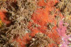  ( - ARC82058)  @11 [ ] Unspecified (default): All Rights Reserved  Huntsman Marine Science Centre Unspecified