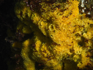  ( - HMSC174-00078)  @11 [ ] CreativeCommons - Attribution Non-Commercial Share-Alike (2023) Unspecified Huntsman Marine Science Centre