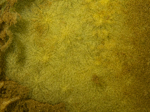  (Hemiasterellidae - HMSC174_02498)  @11 [ ] CreativeCommons - Attribution Share-Alike  Unspecified Huntsman Marine Science Centre