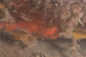  ( - HMSC174_01659)  @11 [ ] Unspecified (default): All Rights Reserved  Huntsman Marine Science Centre Unspecified