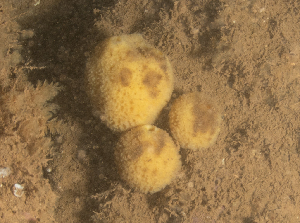  ( - ARC81689)  @11 [ ] Unspecified (default): All Rights Reserved  Huntsman Marine Science Centre Unspecified