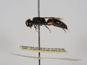  ( - NHMW-HYM 2903)  @11 [ ] Copyright (2020) Natural History Museum Vienna Natural History Museum Vienna