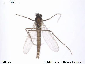  ( - ATNA196)  @12 [ ] CreativeCommons - Attribution Non-Commercial Share-Alike (2013) NTNU Museum of Natural History and Archaeology NTNU Museum of Natural History and Archaeology