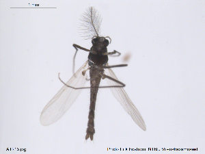  ( - ATNA213)  @12 [ ] CreativeCommons - Attribution Non-Commercial Share-Alike (2013) NTNU Museum of Natural History and Archaeology NTNU Museum of Natural History and Archaeology