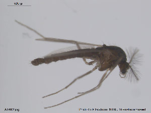  ( - ATNA462)  @12 [ ] CreativeCommons - Attribution Non-Commercial Share-Alike (2013) NTNU Museum of Natural History and Archaeology NTNU Museum of Natural History and Archaeology