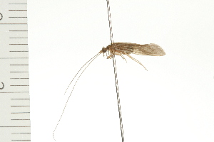  ( - 08-NSWHH-1391)  @12 [ ] CreativeCommons - Attribution (2009) CBG Photography Group Centre for Biodiversity Genomics