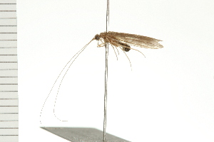  ( - 08-NSWHH-1394)  @12 [ ] CreativeCommons - Attribution (2009) CBG Photography Group Centre for Biodiversity Genomics