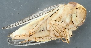  ( - ZMUO.078809)  @11 [ ] by-nc (2023) Marko Mutanen University of Oulu