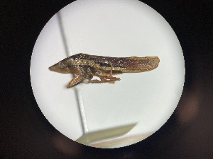  ( - ww30339)  @11 [ ] CreativeCommons - Attribution Share-Alike (2025) Unspecified New South Wales Department of Primary Industries