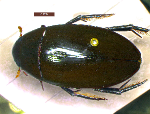  (Hydrophilus olivaceus - DBAU-BT-33)  @13 [ ] CreativeCommons - Attribution Non-Commercial Share-Alike (2012) Geoby George Sant Gadge Baba Amravati University, India