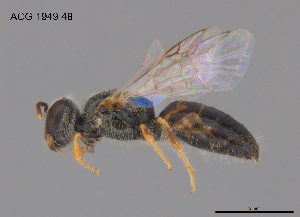  ( - CCDB-03790-A10)  @11 [ ] CreativeCommons Attribution NonCommercial ShareAlike (2025) Remko Leijs South Australian Museum