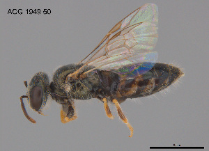  ( - CCDB-03790-A12)  @11 [ ] CreativeCommons Attribution NonCommercial ShareAlike (2025) Remko Leijs South Australian Museum