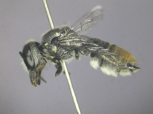 (Megachile sp. RLCR5 - RL1792B)  @13 [ ] CreativeCommons - Attribution Non-Commercial Share-Alike (2012) Remko Leijs South Australian Museum