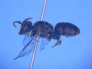  (Hylaeus sp. RLCD5-Pseudhylaeus - CCDB-12240-C8)  @13 [ ] CreativeCommons - Attribution Non-Commercial Share-Alike (2013) Remko Leijs South Australian Museum