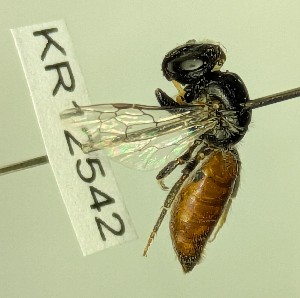  (Euryglossa KB01 - KR12542)  @11 [ ] CreativeCommons Attribution NonCommercial ShareAlike (2025) Remko Leijs South Australian Museum