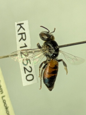  ( - KR12520)  @11 [ ] CreativeCommons Attribution NonCommercial ShareAlike (2025) Remko Leijs South Australian Museum