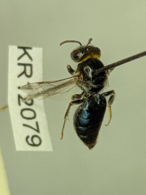  (Euryglossa KB02 NOT depressa - KR12079)  @11 [ ] CreativeCommons Attribution NonCommercial ShareAlike (2025) Remko Leijs South Australian Museum