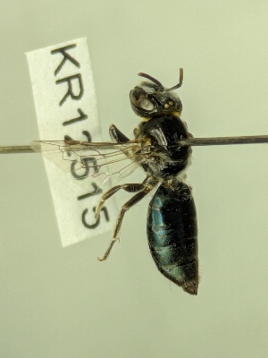  ( - KR12515)  @11 [ ] CreativeCommons Attribution NonCommercial ShareAlike (2025) Remko Leijs South Australian Museum