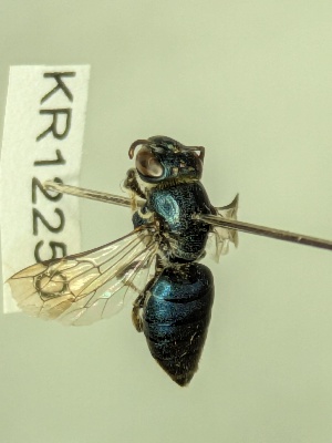  (Euryglossa cupreochalybea - KR12250)  @11 [ ] CreativeCommons Attribution NonCommercial ShareAlike (2025) Remko Leijs South Australian Museum