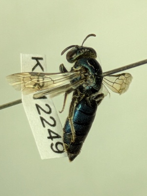  ( - KR12249)  @11 [ ] CreativeCommons Attribution NonCommercial ShareAlike (2025) Remko Leijs South Australian Museum