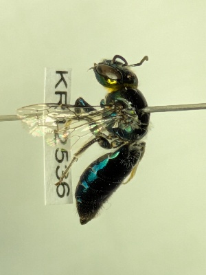  (Euryglossa calaina - KR12536)  @11 [ ] CreativeCommons Attribution NonCommercial ShareAlike (2025) Remko Leijs South Australian Museum