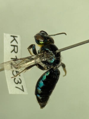  ( - KR12537)  @11 [ ] CreativeCommons Attribution NonCommercial ShareAlike (2025) Remko Leijs South Australian Museum