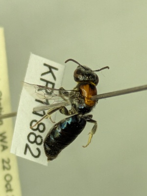  (Euryglossa KB17 blue - KR11882)  @11 [ ] CreativeCommons Attribution NonCommercial ShareAlike (2025) Remko Leijs South Australian Museum