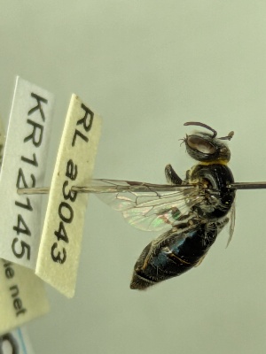  (Euryglossa KB18 - KR12145)  @11 [ ] CreativeCommons Attribution NonCommercial ShareAlike (2025) Remko Leijs South Australian Museum