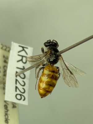  ( - KR12226)  @11 [ ] CreativeCommons Attribution NonCommercial ShareAlike (2028) Remko Leijs South Australian Museum