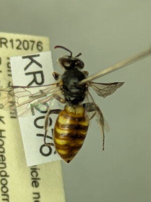  ( - KR12076)  @11 [ ] CreativeCommons Attribution NonCommercial ShareAlike (2030) Remko Leijs South Australian Museum