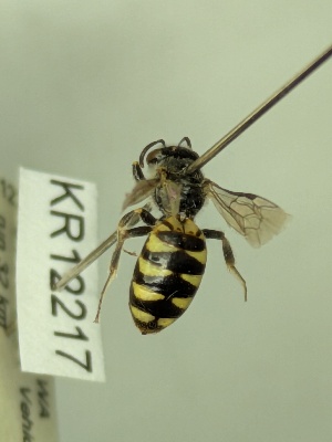  ( - KR12217)  @11 [ ] CreativeCommons Attribution NonCommercial ShareAlike (2033) Remko Leijs South Australian Museum