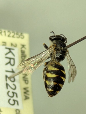  ( - KR12255)  @11 [ ] CreativeCommons Attribution NonCommercial ShareAlike (2034) Remko Leijs South Australian Museum