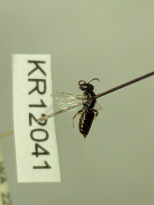  ( - KR12041)  @11 [ ] CreativeCommons Attribution NonCommercial ShareAlike (2063) Remko Leijs South Australian Museum