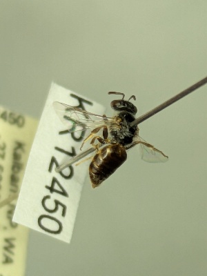  ( - KR12450)  @11 [ ] CreativeCommons Attribution NonCommercial ShareAlike (2074) Remko Leijs South Australian Museum