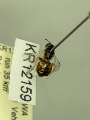  ( - KR12159)  @11 [ ] CreativeCommons Attribution NonCommercial ShareAlike (2075) Remko Leijs South Australian Museum