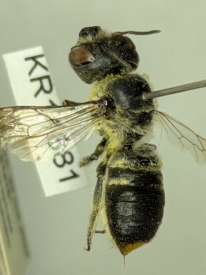  (Megachile KB40 NOT horatii - KR11881)  @11 [ ] CreativeCommons Attribution NonCommercial ShareAlike (2078) Remko Leijs South Australian Museum