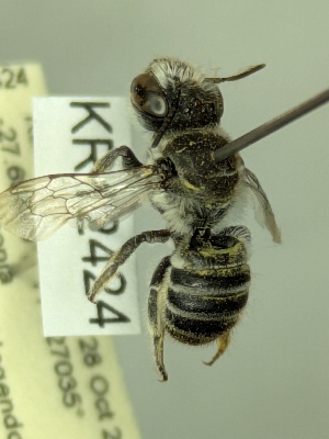  (Megachile sp. nov. KB32 - KR12424)  @11 [ ] CreativeCommons Attribution NonCommercial ShareAlike (2079) Remko Leijs South Australian Museum