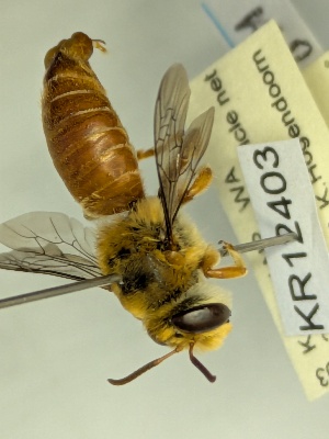  (Ctenocolletes sp. nov. KB111 - KR12403)  @11 [ ] CreativeCommons Attribution NonCommercial ShareAlike (2032) Remko Leijs South Australian Museum