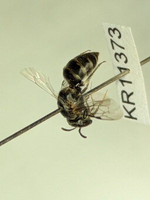  (Pseudhylaeus - KR11373)  @11 [ ] CreativeCommons Attribution NonCommercial ShareAlike (2040) Remko Leijs South Australian Museum