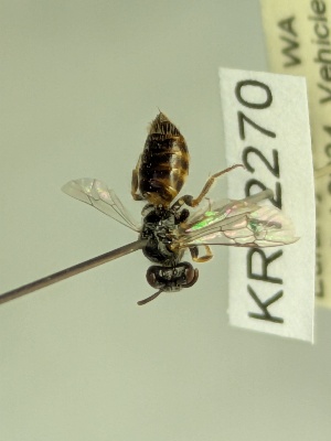  ( - KR12270)  @11 [ ] CreativeCommons Attribution NonCommercial ShareAlike (2048) Remko Leijs South Australian Museum