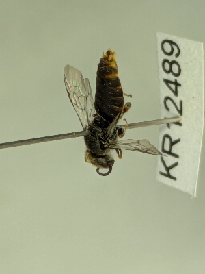  ( - KR12489)  @11 [ ] CreativeCommons Attribution NonCommercial ShareAlike (2071) Remko Leijs South Australian Museum