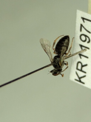  (Euryglossa KB97 - KR11971)  @11 [ ] CreativeCommons Attribution NonCommercial ShareAlike (2072) Remko Leijs South Australian Museum