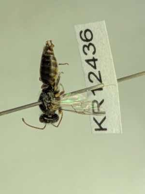  (Euryglossa KB96 - KR12436)  @11 [ ] CreativeCommons Attribution NonCommercial ShareAlike (2074) Remko Leijs South Australian Museum