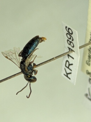  ( - KR11896)  @11 [ ] CreativeCommons Attribution NonCommercial ShareAlike (2076) Remko Leijs South Australian Museum