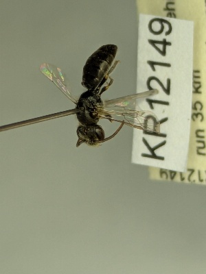  (Euryglossa KB98 - KR12149)  @11 [ ] CreativeCommons Attribution NonCommercial ShareAlike (2078) Remko Leijs South Australian Museum