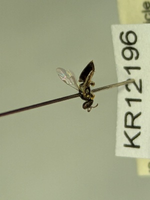  (Euryglossula sp. nov. KB158 - KR12196)  @11 [ ] CreativeCommons Attribution NonCommercial ShareAlike (2079) Remko Leijs South Australian Museum